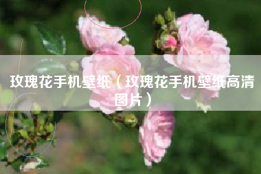 玫瑰花手机壁纸（玫瑰花手机壁纸高清图片）